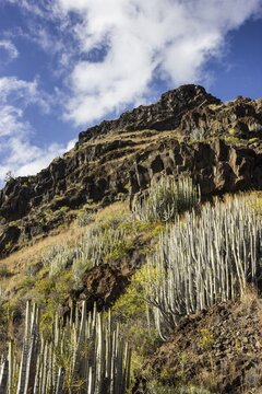 Cacti on cliffs, La Palma, Canary Islands, Spain