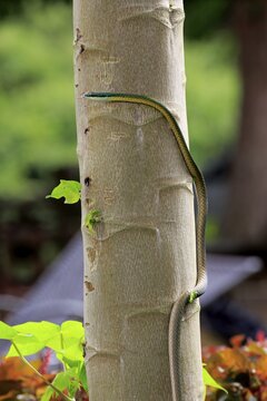 Lora or parrot snake (Leptophis ahaetulla), adult on a tree, with tongue out, Pantanal, Mato Grosso, Brazil
