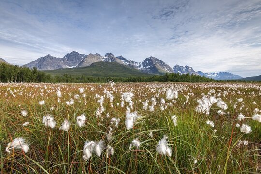 Cotton grass in wetlands off Bergen in the Lyngen Alps, Lyngenfjord, Troms og Finnmark, Norway