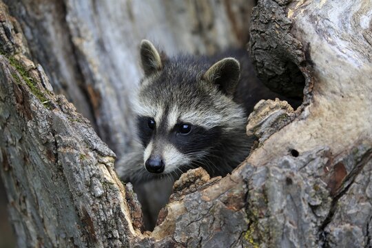 American Raccoon (Procyon lotor), young animal looking curiously out of tree hole, Pine County, Minnesota, USA