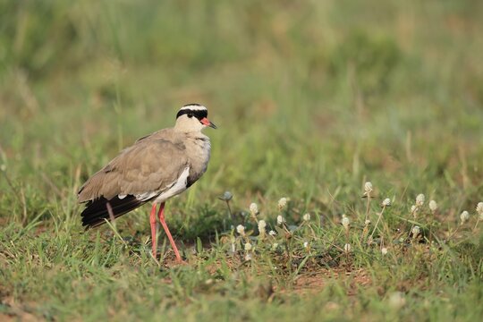 Crowned Lapwing (Vanellus coronatus) adult, vigilant, foraging, Pilanesberg National Park, North West Province, South Africa