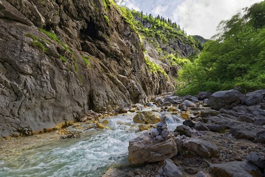 Wild, foaming water flows over rocks in an overgrown river valley, H&ouml;llentalklamm, H&ouml;llental, Hammersbach, Garmisch-Partenkirchen, Wetterstein range, Bavaria, Germany