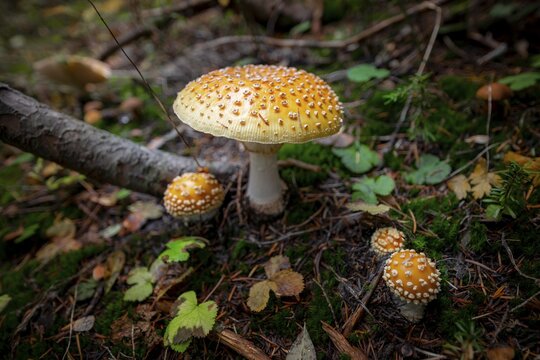 Fly agarics (Amanita muscaria), on forest floor, Canada