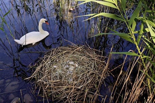 Mute swan (Cygnus olor), male swimming in front of nest with four eggs, Cham, Lake Zug, Canton Zug, Switzerland