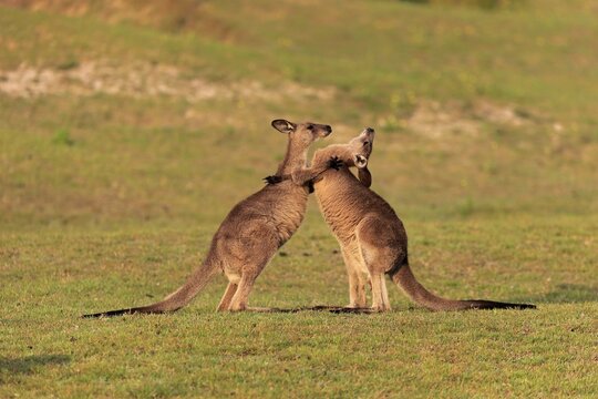 Eastern grey kangaroo (Macropus giganteus), adult, male, two, fighting, on grassland, Maloney Beach, New South Wales, Australia