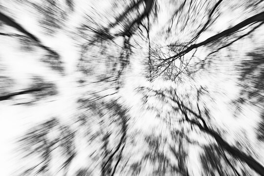 Deciduous trees in black and white, Unterallg&auml;u, Bavaria, Germany