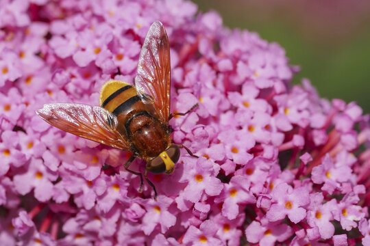 Hornet hoverfly, Hornet Mimic Hoverfly (Volucella zonaria) on butterfly bush (Buddleja davidii) or butterfly bush