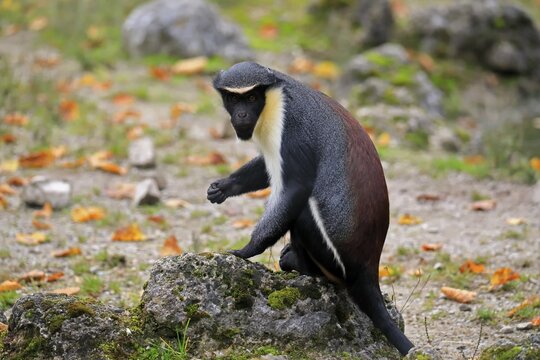 Diana guenon (Cercopithecus diana), adult, alert, captive, West Africa