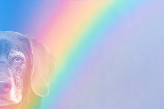 Close-up old dog portrait on rainbow background, memorial theme, rainbow bridge 