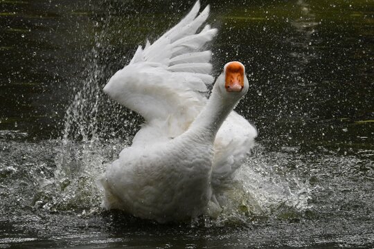 O ganso Ant&ocirc;nio dando um show de beleza se banhando no lago do jardim do Museu da Rep&uacute;blica - Pal&aacute;cio do Catete - RJ