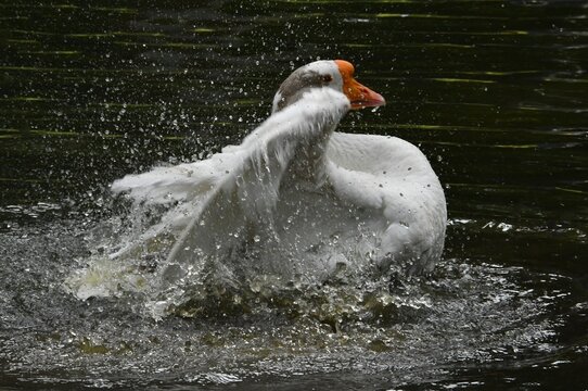 O ganso Ant&ocirc;nio dando um show de beleza se banhando no lago do jardim do Museu da Rep&uacute;blica - Pal&aacute;cio do Catete - RJ