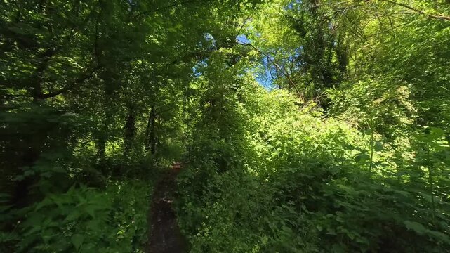 Walking Through Forest With Tall Trees and Natural Light, Parco delle Groane, Italy - POV VIDEO - NO AUDIO
