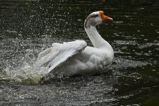 O ganso Ant&ocirc;nio dando um show de beleza se banhando no lago do jardim do Museu da Rep&uacute;blica - Pal&aacute;cio do Catete - RJ