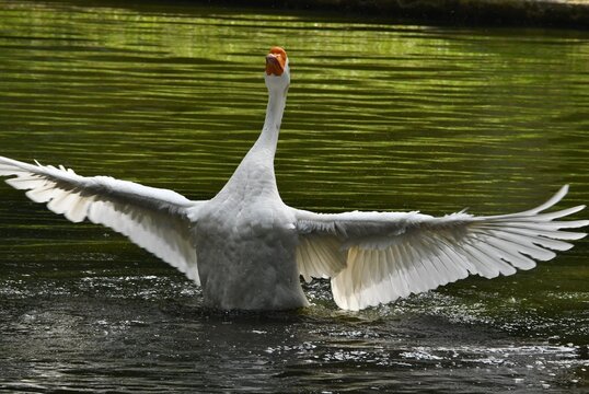 O ganso Ant&ocirc;nio dando um show de beleza se banhando no lago do jardim do Museu da Rep&uacute;blica - Pal&aacute;cio do Catete - RJ