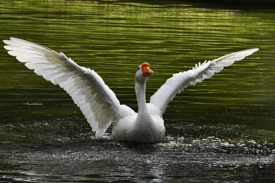 O ganso Ant&ocirc;nio dando um show de beleza se banhando no lago do jardim do Museu da Rep&uacute;blica - Pal&aacute;cio do Catete - RJ