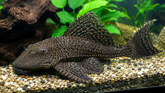 Armored catfish or pleco swimming in a fresh water aquarium tank.