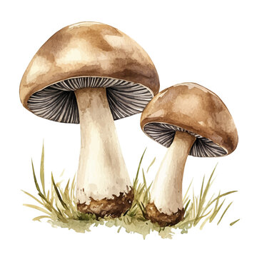 Forest Mushrooms, graceful vector watercolor painting with soft flowing strokes and subtle highlights, isolated on a white background.