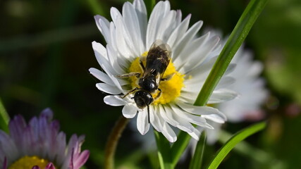Sweat Bee (Lasioglossum sp.) Foraging on Common Daisy (Bellis perennis) © Rickmica