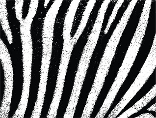 Animal skin print design, black and white safari texture ©  MVectors
