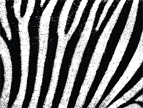 Animal skin print design, black and white safari texture