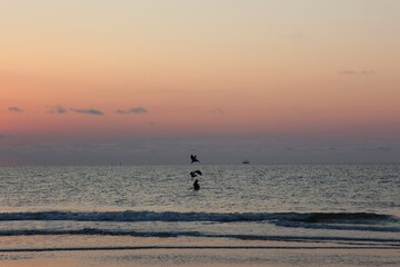 Fototapeta premium Birds flying at beach during sunset