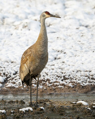 Naklejka premium Sandhill Crane (Antigone canadensis) Yellowstone National Park 