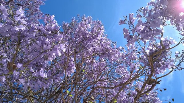 Low angle slow motion rotation view of blooming jacaranda tree branches against clear blue sky. Beautiful purple and violet tropical flowers blossoming in spring, upward movement.