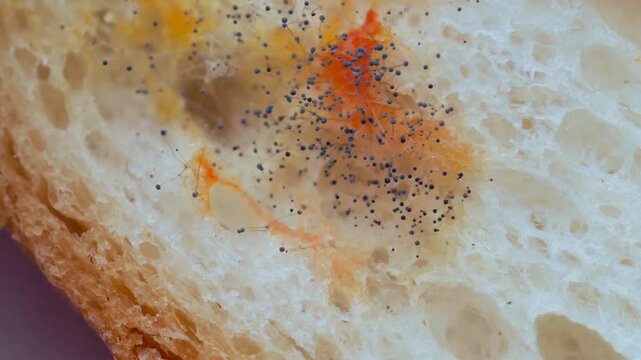 Macro Zoom of Fuzzy Black Pin Mold Spores Spreading on Slice of White Wheat Bread &mdash; Fungal Hyphae Filament Growth, Baked Goods Food Spoilage, Organic Decay, and Perishable Waste Loop
