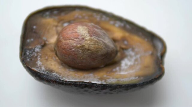 White Powdery Mold Contamination Spreading Across Sliced Rotten Avocado Fruit &mdash; Organic Decomposition, Perishable Food Spoilage, Fungal Growth, and Agriculture Waste Loop
