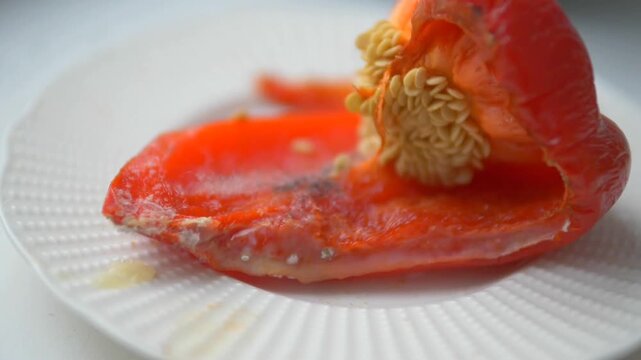Macro of White Pin Mold Sprouting on Sliced Red Bell Pepper Flesh &mdash; Rhizopus Stolonifer Fungal Hyphae, Seed Core Contamination, Food Spoilage, and Decomposition Biology Loop
