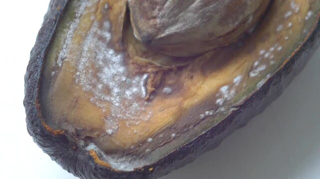 Macro Zoom of Fuzzy White Mold Spots Spreading on Decay Rotten Avocado Half &mdash; Perishable Food Spoilage Texture, Overripe Fruit Discoloration, and Organic Waste Decomposition Loop