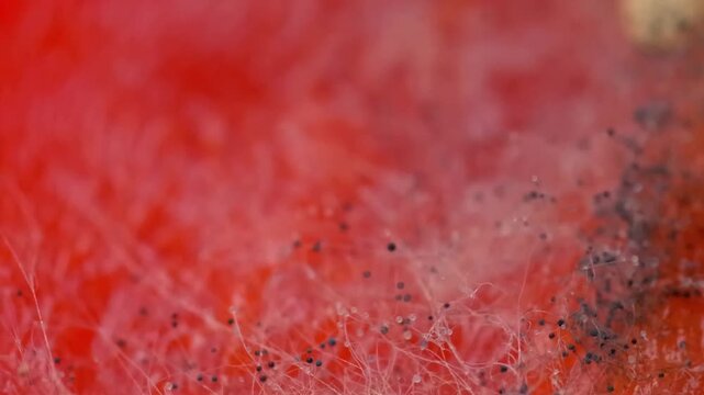 Macro Focus of Fluffy Pin Mold Growth on Spoiled Red Surface &mdash; Rhizopus Stolonifer Sporangia, Fungal Mycelium Hyphae Network, and Toxic Food Spoilage Biology Loop