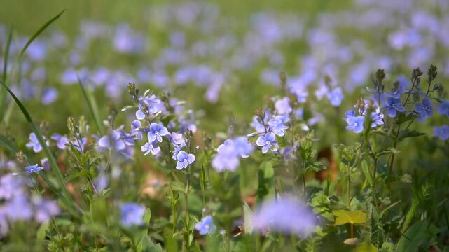 Spring Meadow &mdash; Veronica Filiformis Blossom, Soft Focus Green Grass Background, and Cinematic Nature Footage Loop