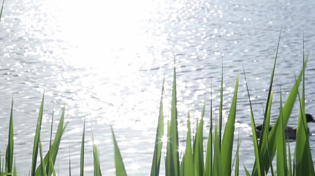 A lonely duck smoothly swims across a bright shimmering lake from left to right, reeds in the foreground, water sparkling, sun shine and radiance.