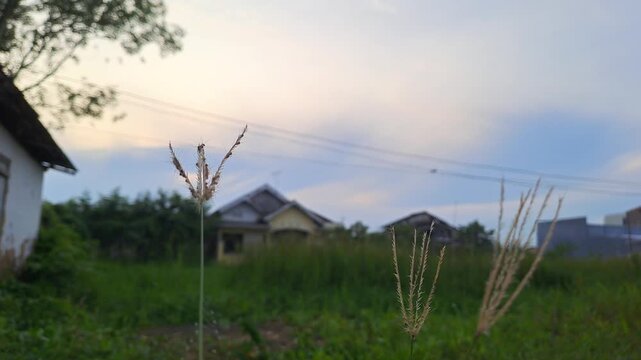 Close up of wild grass or Chloris barbata swaying gently in the wind against a blurred residential background. Calm morning atmosphere in a suburban field under a bright overcast sky. Peaceful nature 