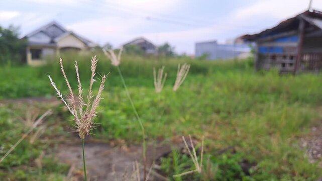 Close up of wild grass or Chloris barbata swaying gently in the wind against a blurred residential background. Calm morning atmosphere in a suburban field under a bright overcast sky. Peaceful nature 