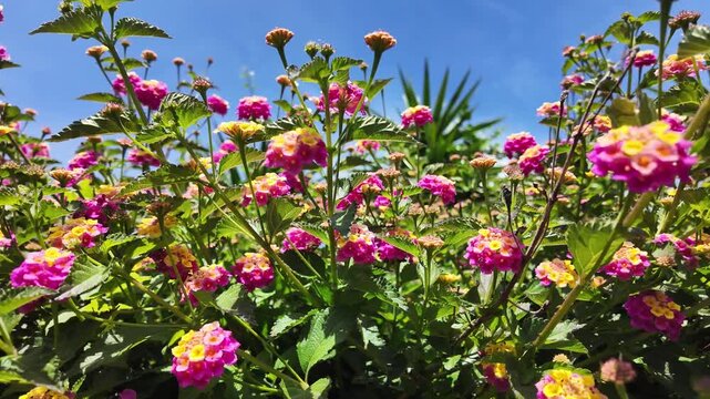 Clusters of small pink and yellow lantana flowers bloom in bright sunlight, creating a colorful contrast against the vivid blue sky. Deep green foliage and some budding flowers add texture to the scen