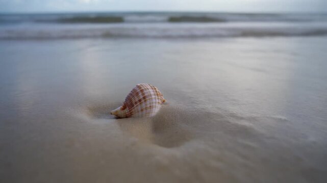 Tropical conch shell on sandy beach with gentle ocean waves