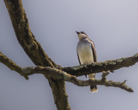 astern Wood-Pewee perched on a lichen-covered branch, showing soft gray upperparts and pale underparts, captured in gentle natural light against a smooth background.