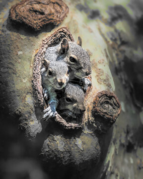 Three young squirrels peek from a tree cavity, huddled together with curious expressions, framed by textured bark in soft natural light.