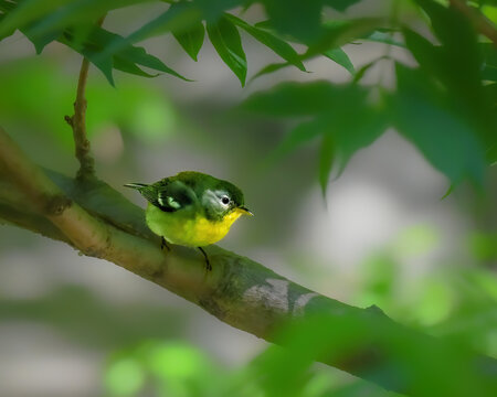 Northern Parula perched on a branch, its blue-gray head, olive back, and bright yellow throat glowing in soft, filtered light, framed by fresh green leaves in a tranquil woodland scene.
