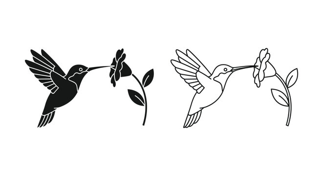 Hummingbird feeding from flower two styles