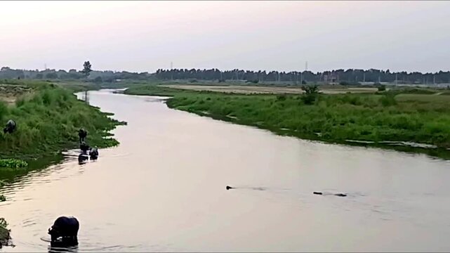 Water Buffaloes Bathing In A Rural River