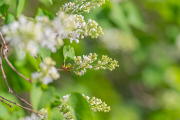 Fototapeta premium Incorporating natural species supports ecological balance. Promoting indigenous vegetation in landscaping fosters biodiversity and ecological resilience efficiently