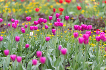 Fototapeta premium Closeup of pink tulips with blurred garden surroundings capturing spring essence. Vivid pink tulips with textured petals against creamy yellow blooms in botanical garden atmosphere