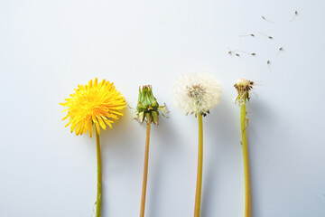 Dandelion (Taraxacum officinale), development from the yellow flower to the flying Seeds, with shadows on a light gray background for identification, perennial edible weed, copy space © Maren Winter