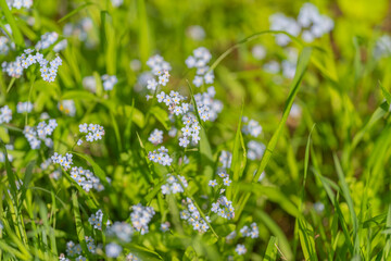 Fototapeta premium Wildflower lawn suggesting low maintenance landscaping and biodiversity with scattered blue blooms, tall grasses and mixed foliage ideal for eco friendly outdoor design projects
