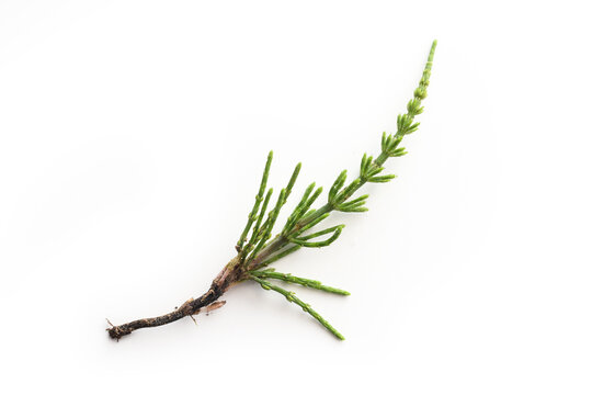Field Horsetail (Equisetum arvense), dreaded weed but also an important medicinal plant and gentle abrasive due to silicate deposits, white background with small shadows, copy space