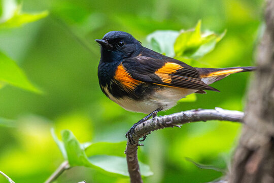 Closeup of a redstart perched in a tree.