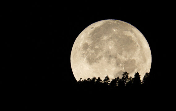 Massive Full Moon Rising Over Pine Forest at Night